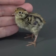 Quail Hat×hing Eggs 10 Eggs + 2 FREE