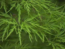 Acer palmatum dissectum  in 2L