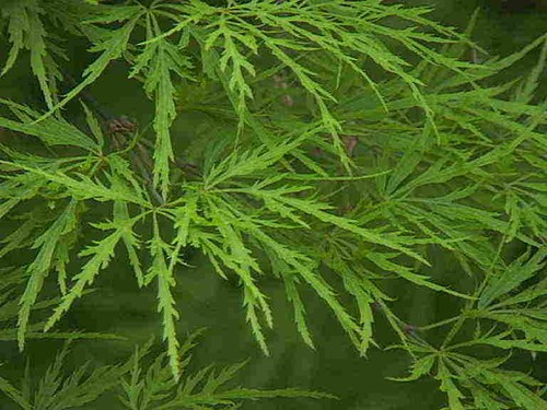 Acer palmatum dissectum in - ,