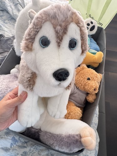 Lapland arka husky - lapland,