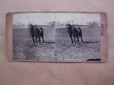 Stereoscopic Card Farming
