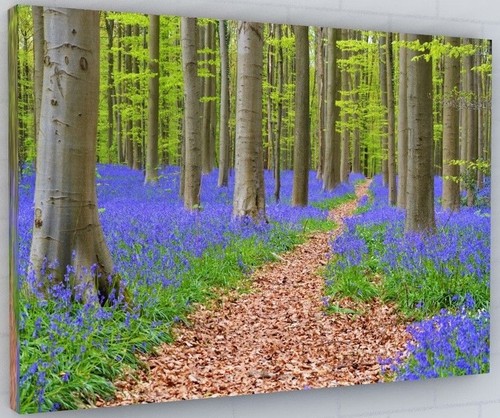Bluebell canvas picture print - bluebell,