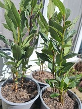 Laurus Nobilis Bay Laurel |