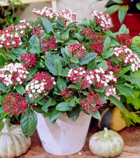 2 x Viburnum Tinus Eves Price  Garden Shrub FREE DELIVERY in 1 LTR POT