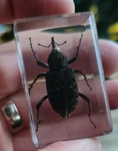 Real beetle bug - bug, insect
