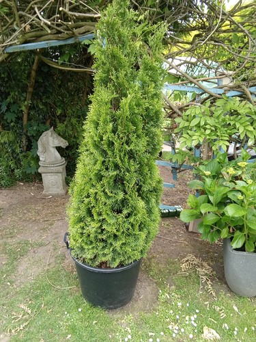 Bushy thuja occidentalis - bushy,