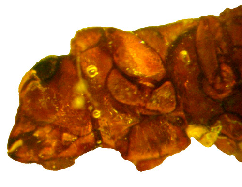 Pliocene amber kenya africa - pliocene,
