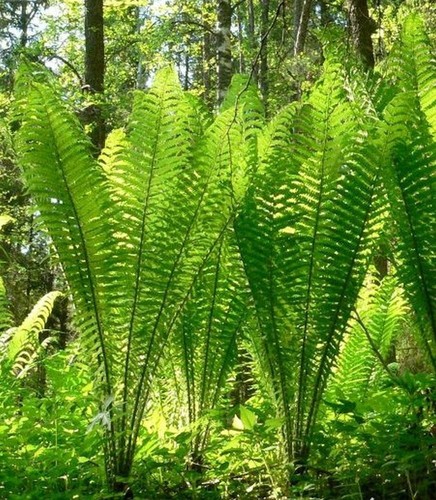 Gigantic xxl shuttlecock fern - shuttlecock,