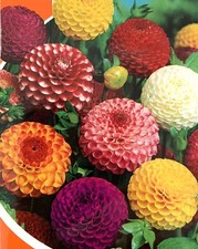 50 x DAHLIA  POM POM MIX DOUBLE SEEDS