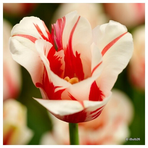 Tulip sorbet free nationwide - tulip,