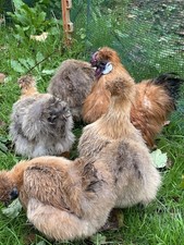 6 x miniature gold partridge silkie eggs