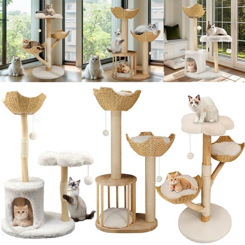 Pet cat scratching - pet,