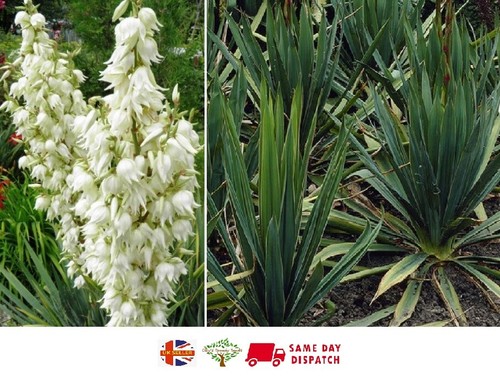 Yucca filamentosa adam s - yucca, "adam's
