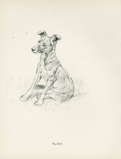 GERMAN SHEPHERD PUP AND FLIES