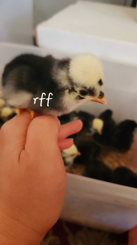 White crested black polish - crested,