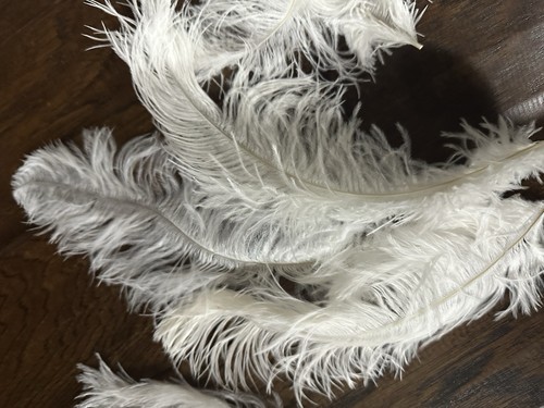 Ostrich feathers for wedding - for,