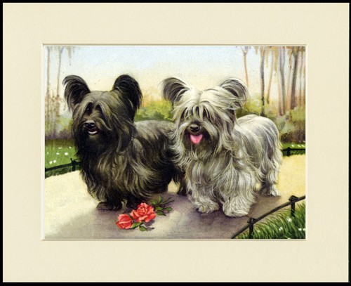Skye terrier dog - dog, art