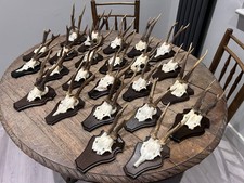 Taxidermy Roe Deer Skull