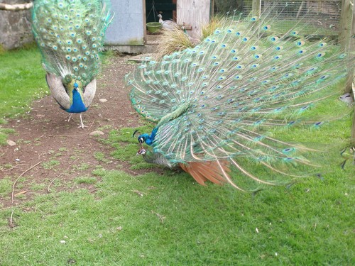 Three indian blue peacock - indian,