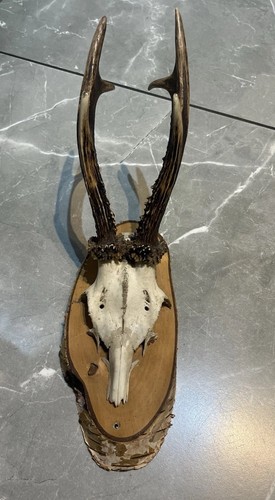 Vintage mounted taxidermy - vintage,
