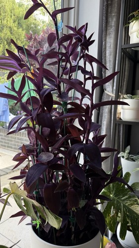 Tradescantia pallida purple - 2x,