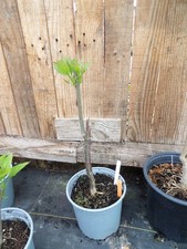 Catalpa Bignoniodes