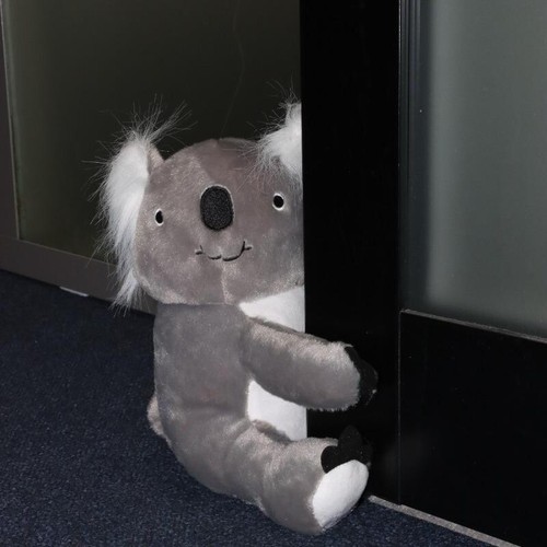 Koko the koala bear - koko,