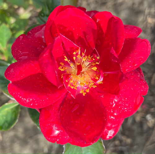 Rosa one million potted - 'one,