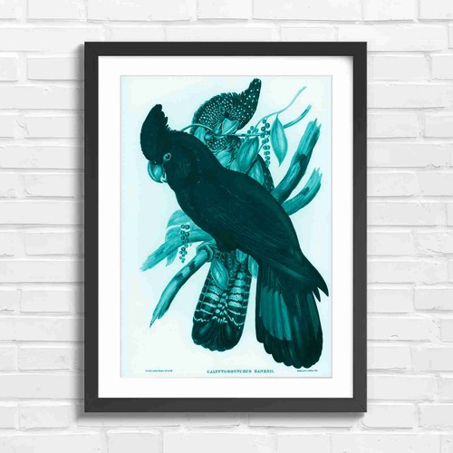 Vintage black cockatoo - black, bird