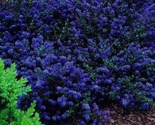 Ceanothus ‘Blue Sapphire’