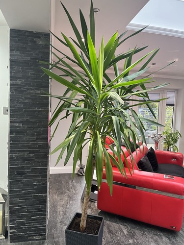 Large yucca plant indoor - large,