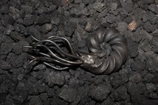 Hand forged nautilus - hand,
