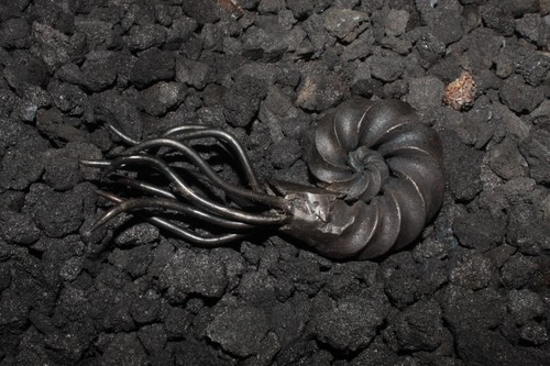 Hand forged nautilus - forged,