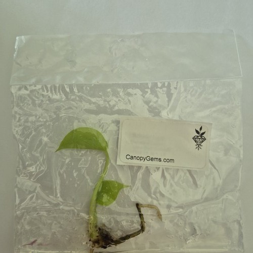 Monstera lemon lime - lemon, (full