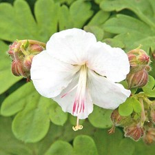 Geranium 'St Ola'. Plug Plant x 4. White cranesbill flowers for part-shady spots