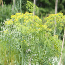 Herb - Fennel Seeds - 300 Seeds - Organic Herb Non GMO UK Seeds