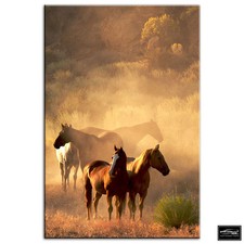 Horses wildlife animals box - wildlife,