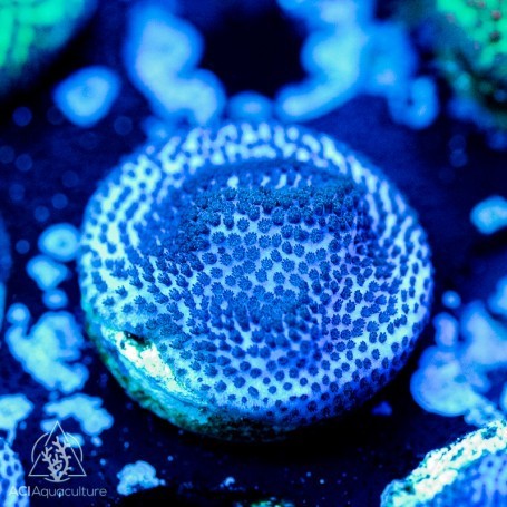 Aci cultured purple haze - aci,