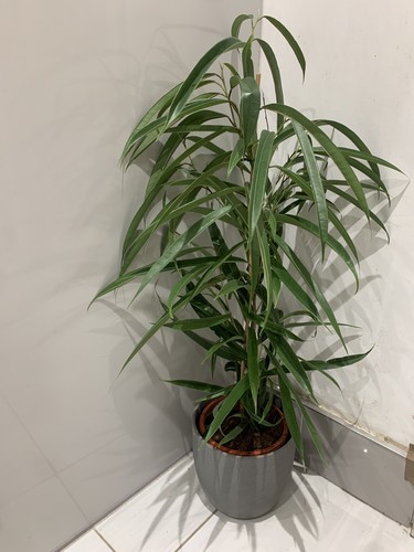 Ficus all indoor plant 80cm - all, 70-80cm