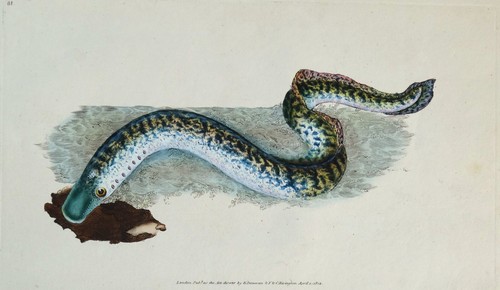 Antique fish print sea - print, lamprey