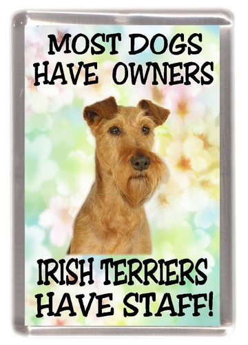 Irish terrier dog - dog, fridge