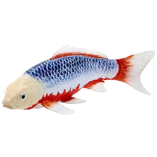 Koi carp asagi blue red - asagi,