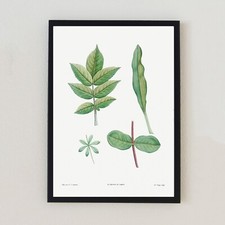 Vintage Botanical Plant
