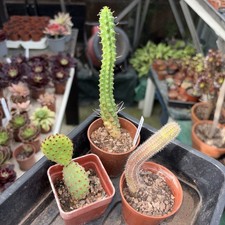 Cacti  x 3 all different sizes