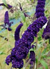 Buddleja davidii black knight | plug plant | Butterfly bush