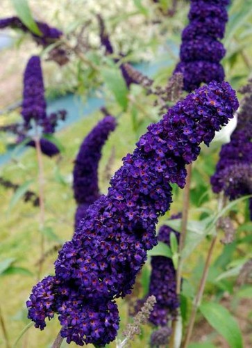 Buddleja davidii black knight