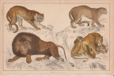 1840 Antique Hand Coloured