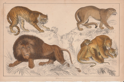 1840 antique hand coloured - antique,