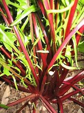 TUSCAN RED RIBBED DANDELION HEALTHY NEW SUPERFOOD FOR SALADS  100+ FRESH SEEDS