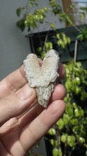 Raw Danburite / Danburite